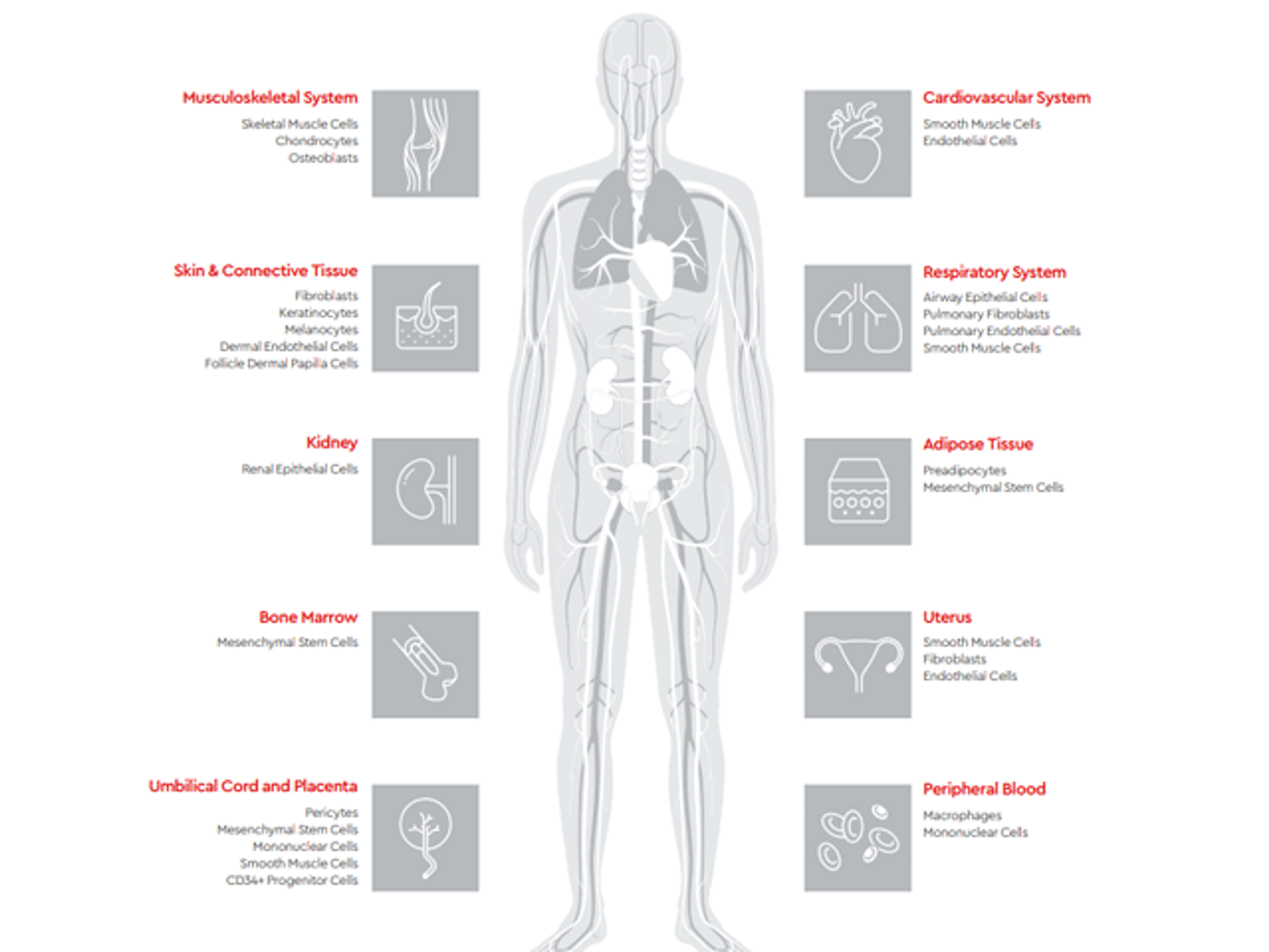 HLA-Typed Human Primary Cells - PromoCell GmbH - Life Sciences