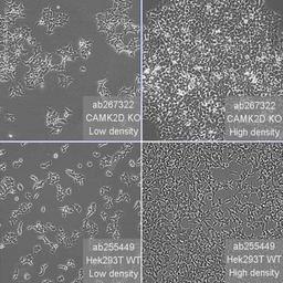 Human CAMK2D (CaMKII delta) knockout HEK293T cell line - Abcam plc - Life Sciences