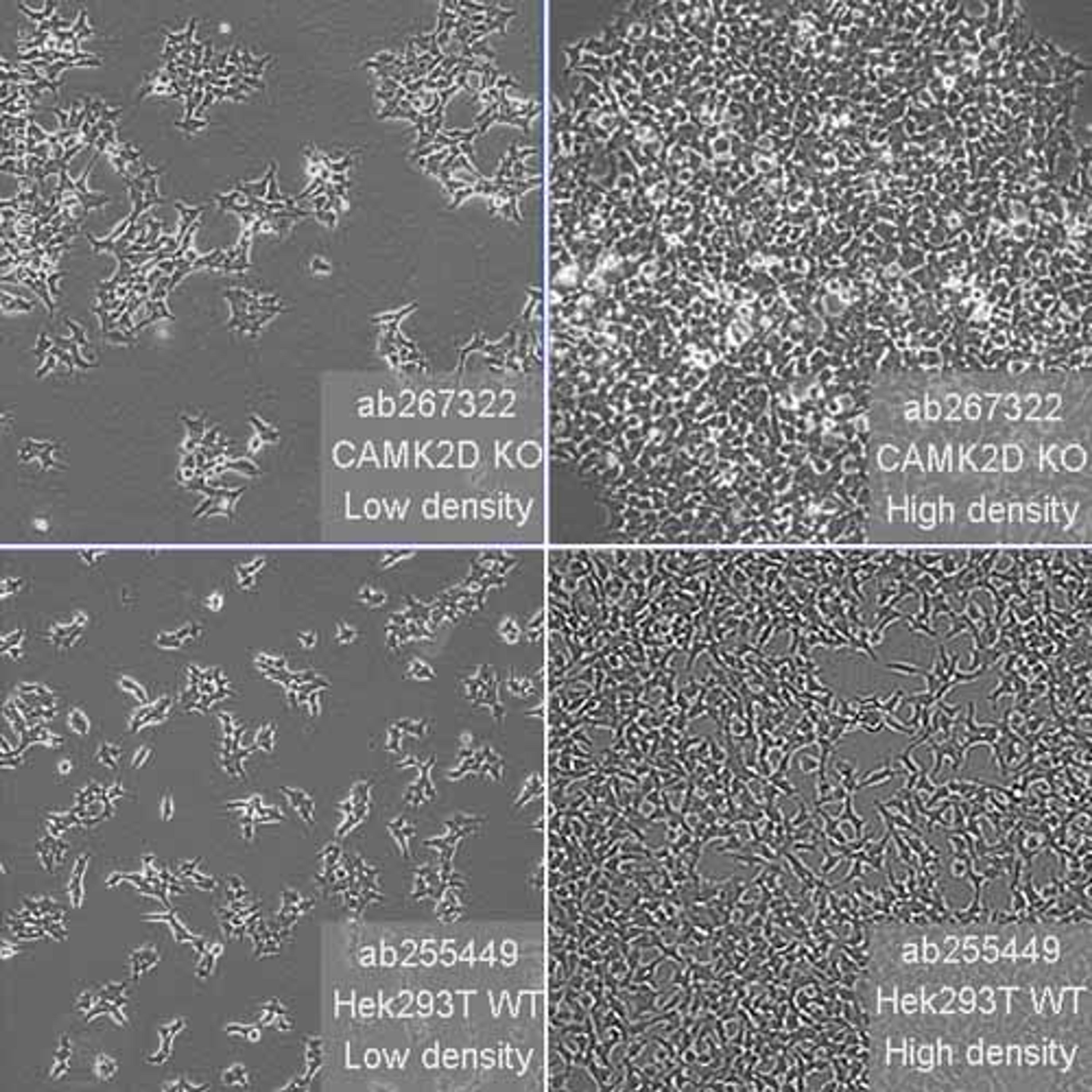 Human CAMK2D (CaMKII delta) knockout HEK293T cell line - Abcam plc - Life Sciences