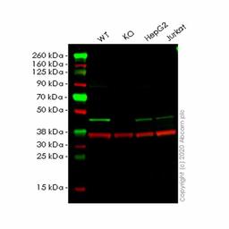 Human VASP knockout HeLa cell line - Abcam plc - Life Sciences