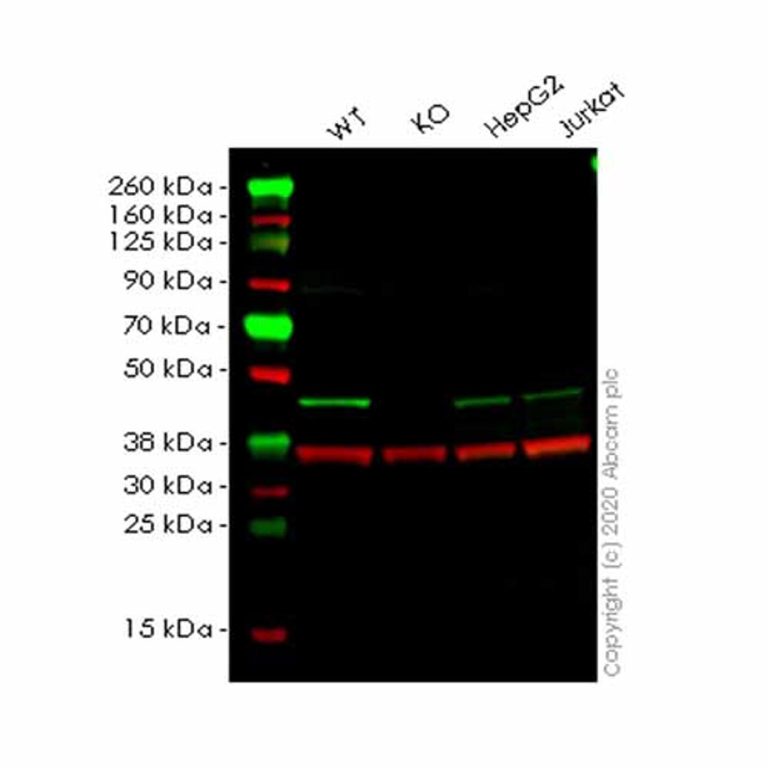 Human VASP knockout HeLa cell line - Abcam plc - Life Sciences