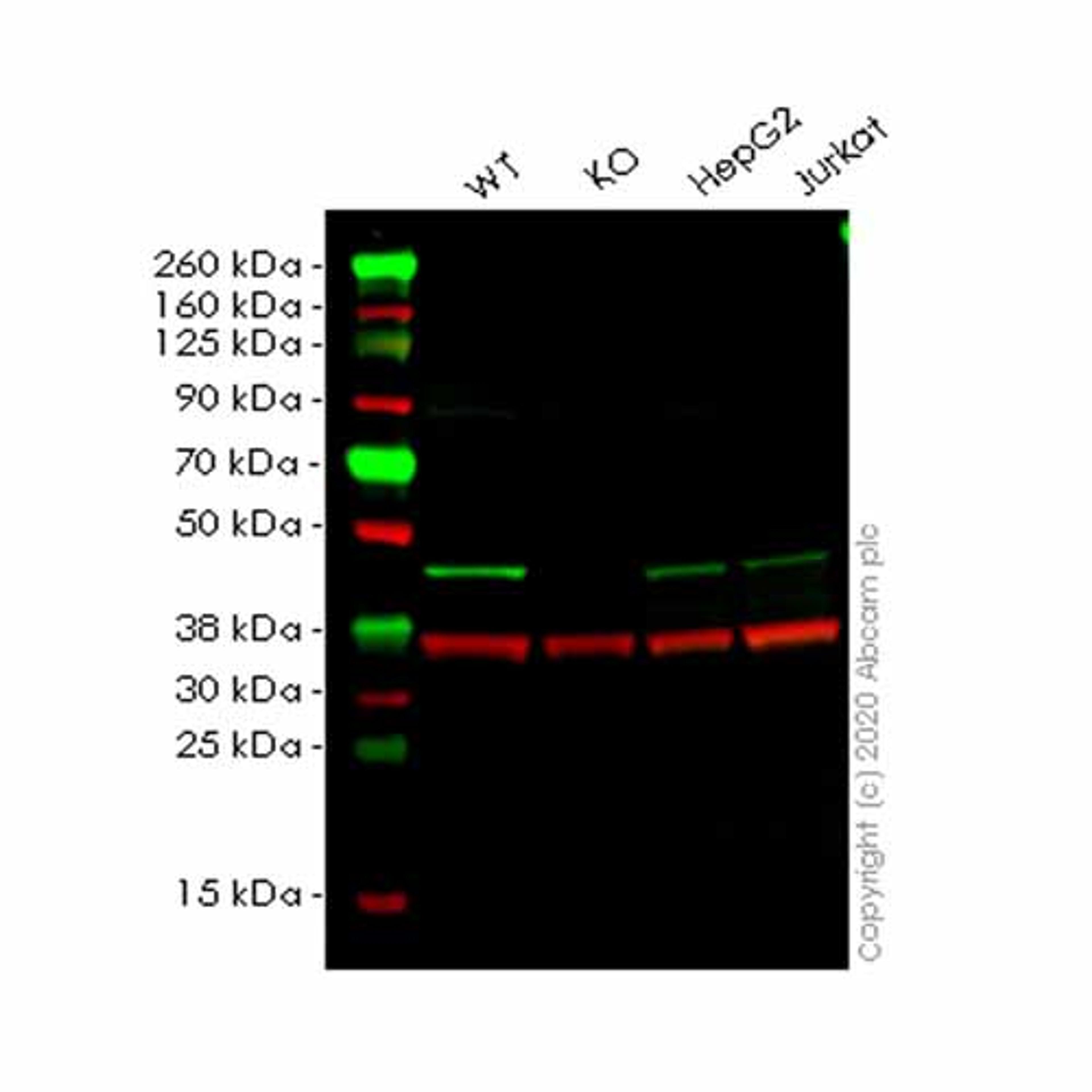 Human VASP knockout HeLa cell line - Abcam plc - Life Sciences