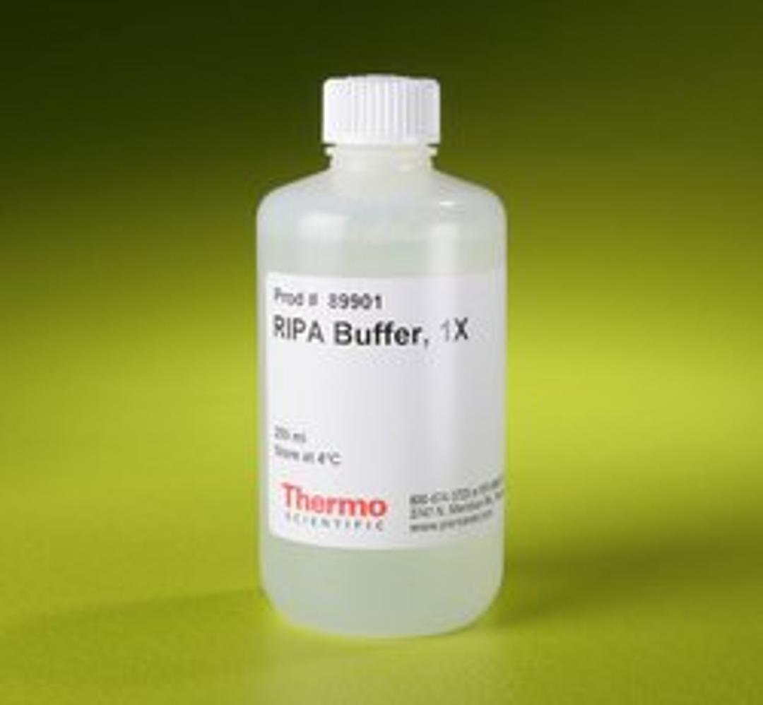 Thermo Scientific™ RIPA Lysis and Extraction Buffer - Thermo Fisher Scientific - Life Sciences