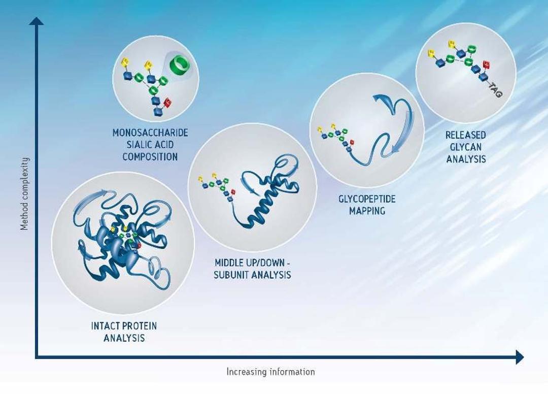 XBridge Glycan BEH Amide Column - Waters - Separations