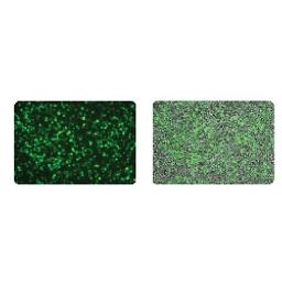 TransIT®-Insect Transfection Reagent - Mirus Bio LLC - Life Sciences