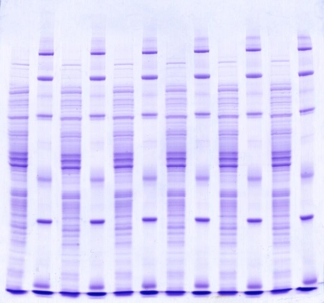 SERVAGel™ TG PRiME™ (8 – 16 %) - SERVA Electrophoresis GmbH - Life Sciences