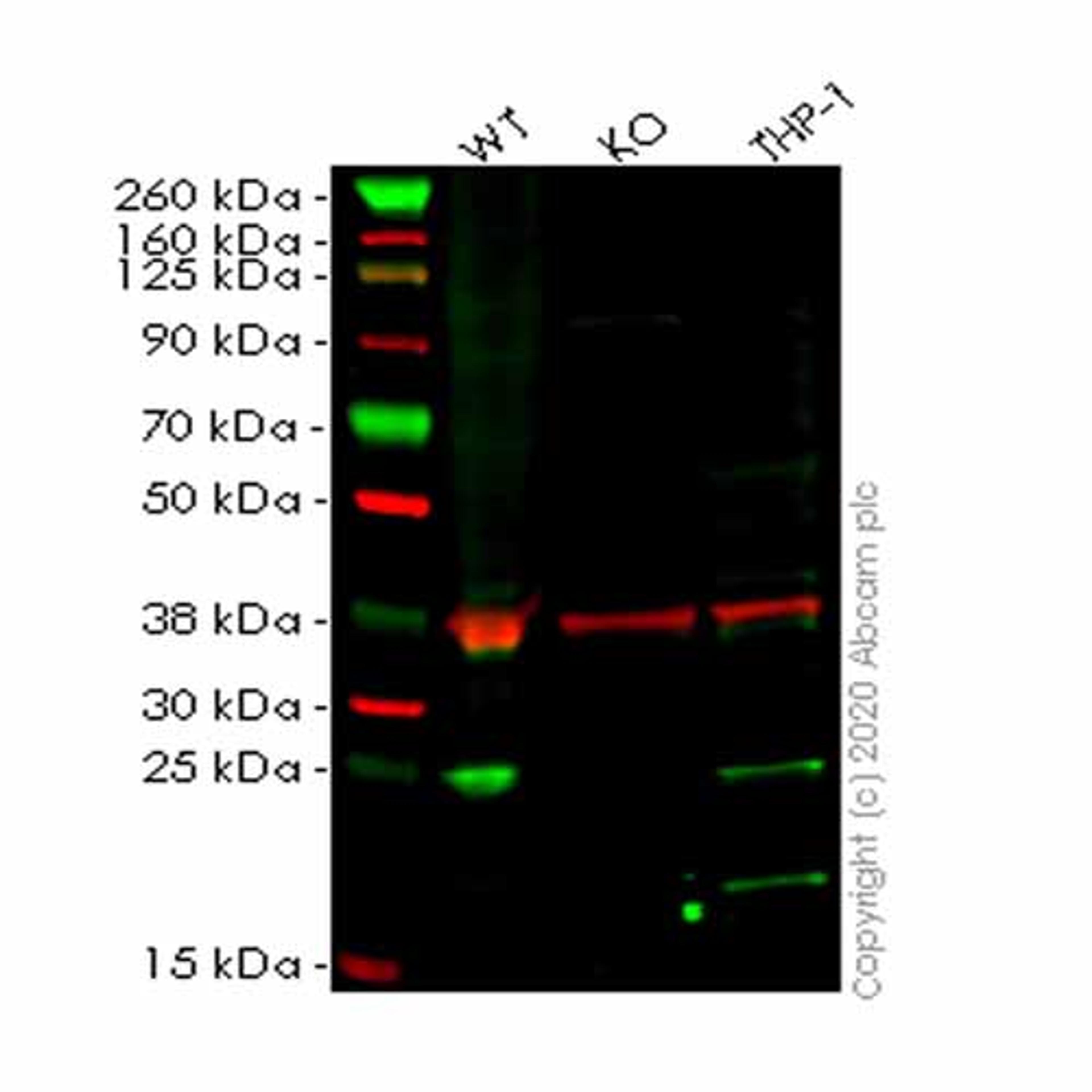 Human EIF3K knockout HEK293T cell line - Abcam plc - Life Sciences