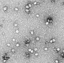 SmartSEC™ Mini EV Isolation System - System Biosciences - Life Sciences