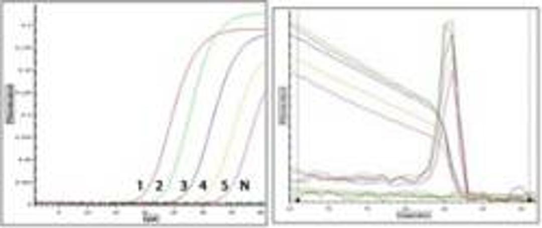 Predesigned and validated Real-Time PCR primers for measuring siRNA knockdown results - Bioneer - Life Sciences