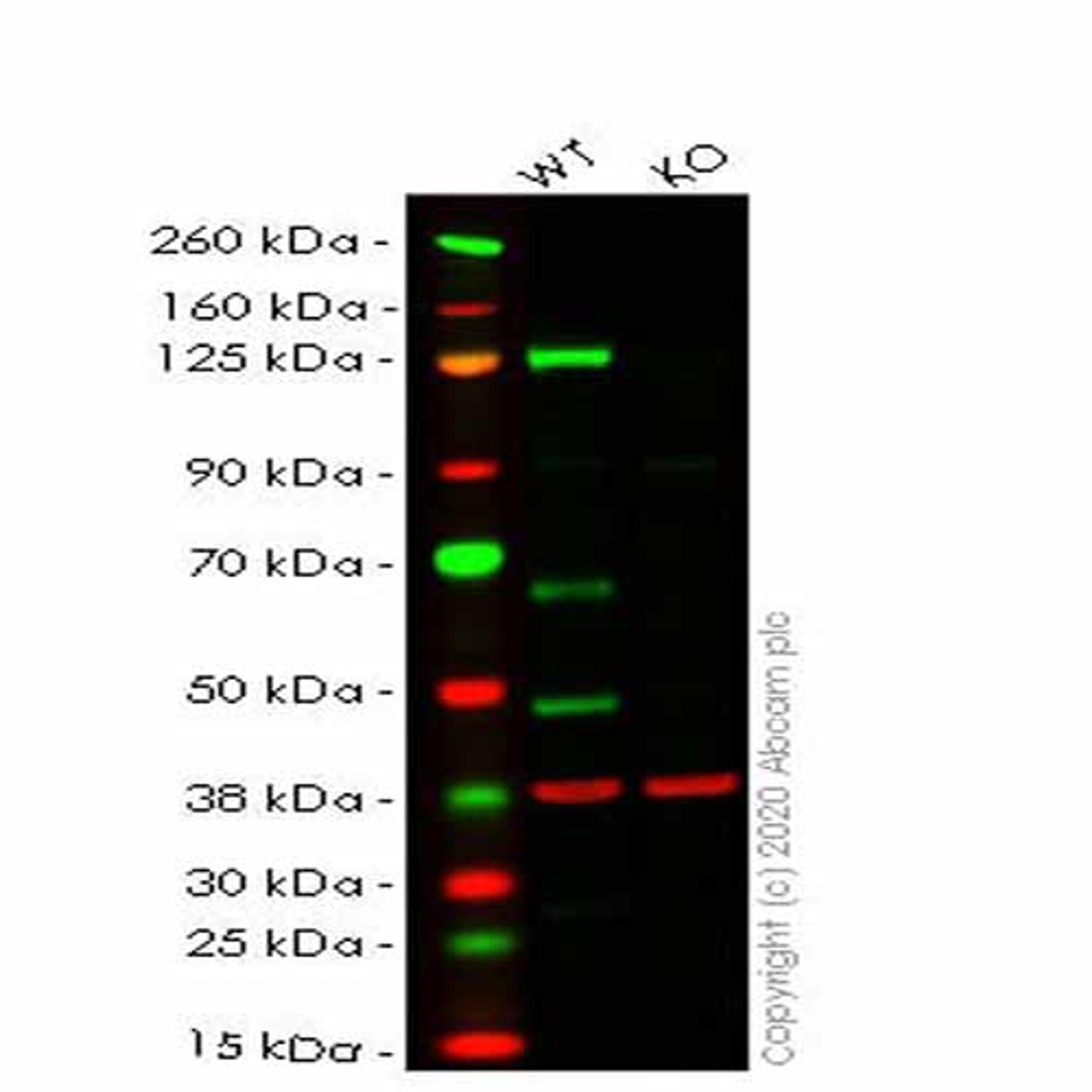 Human PARP1 knockout HEK293T cell line - Abcam plc - Life Sciences