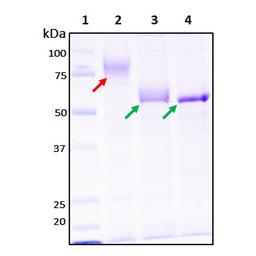 Recombinant SARS-CoV-2 S2 Subunit Protein (full length) - RayBiotech Inc. - Life Sciences