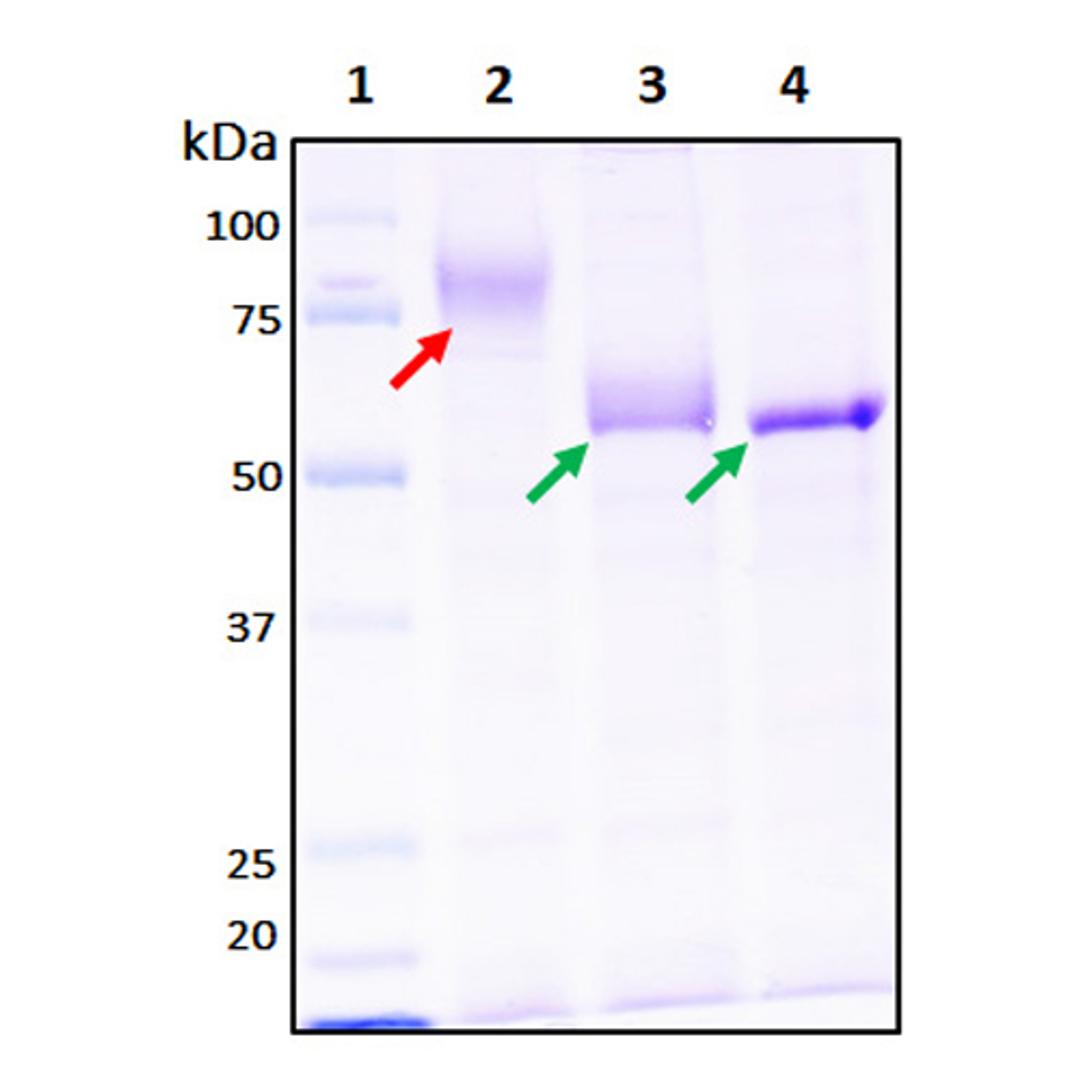 Recombinant SARS-CoV-2 S2 Subunit Protein (full length) - RayBiotech Inc. - Life Sciences