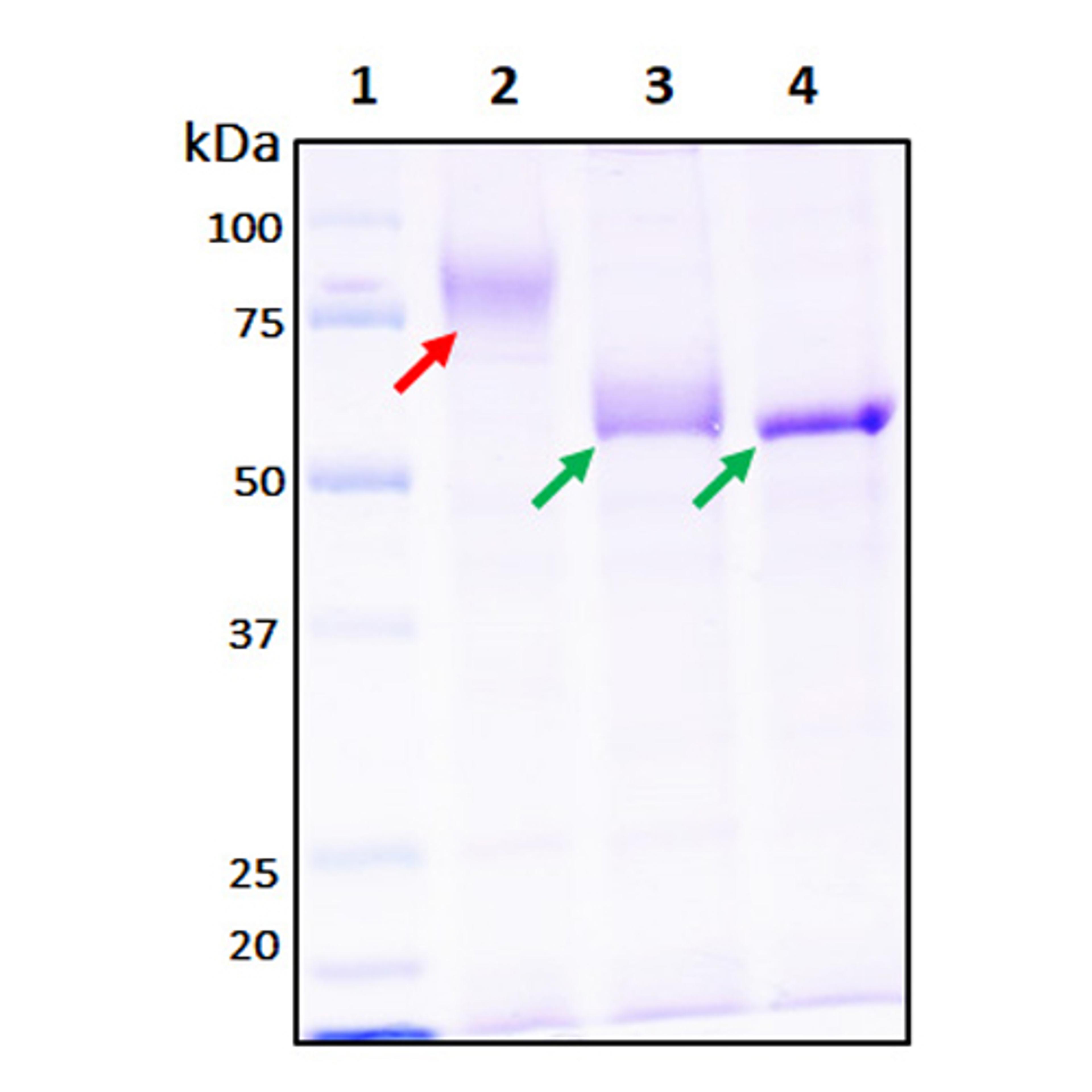 Recombinant SARS-CoV-2 S2 Subunit Protein (full length) - RayBiotech Inc. - Life Sciences