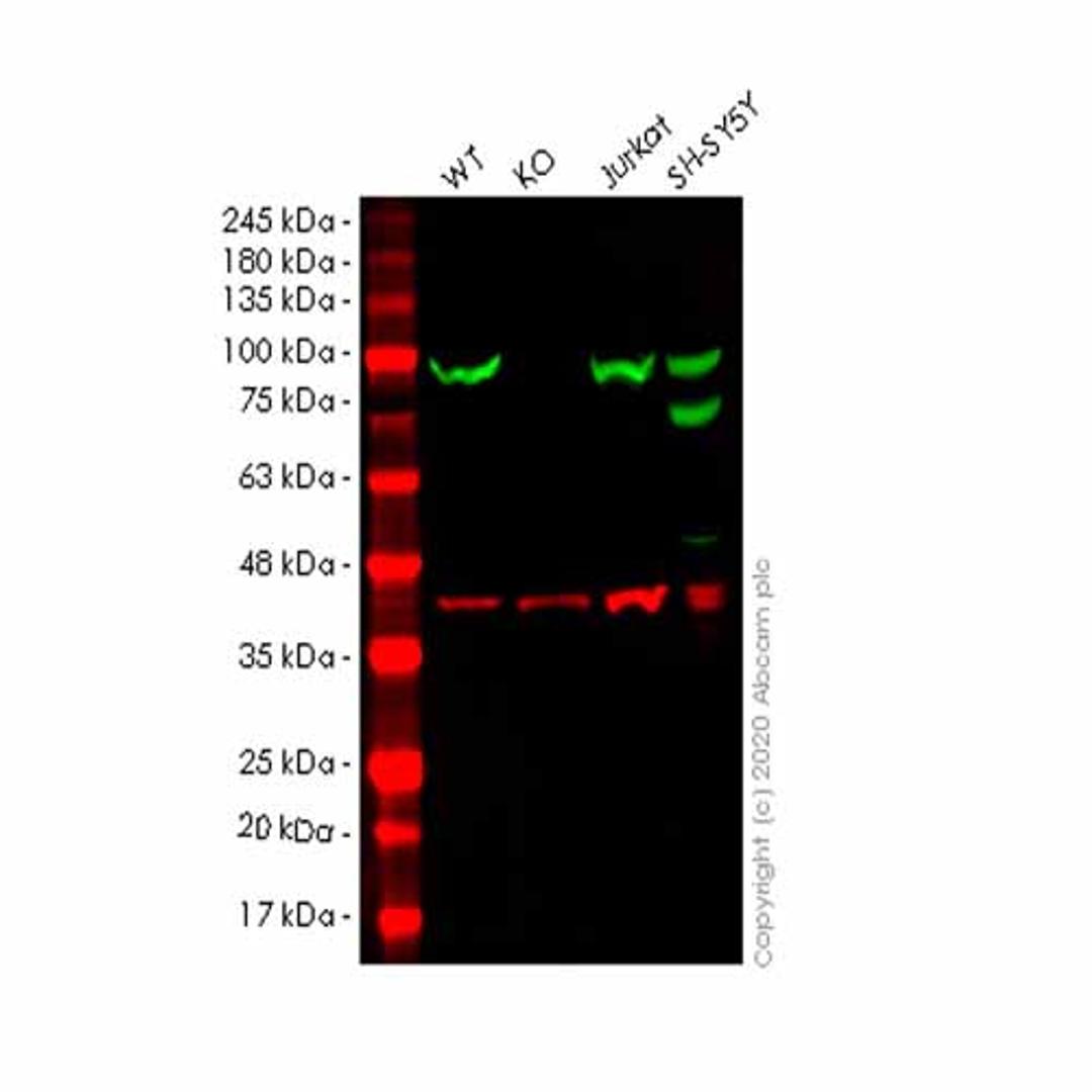 Human HSP90AB1 (Hsp90 beta) knockout HEK293T cell line - Abcam plc - Life Sciences