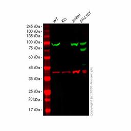 Human HSP90AB1 (Hsp90 beta) knockout HEK293T cell line - Abcam plc - Life Sciences