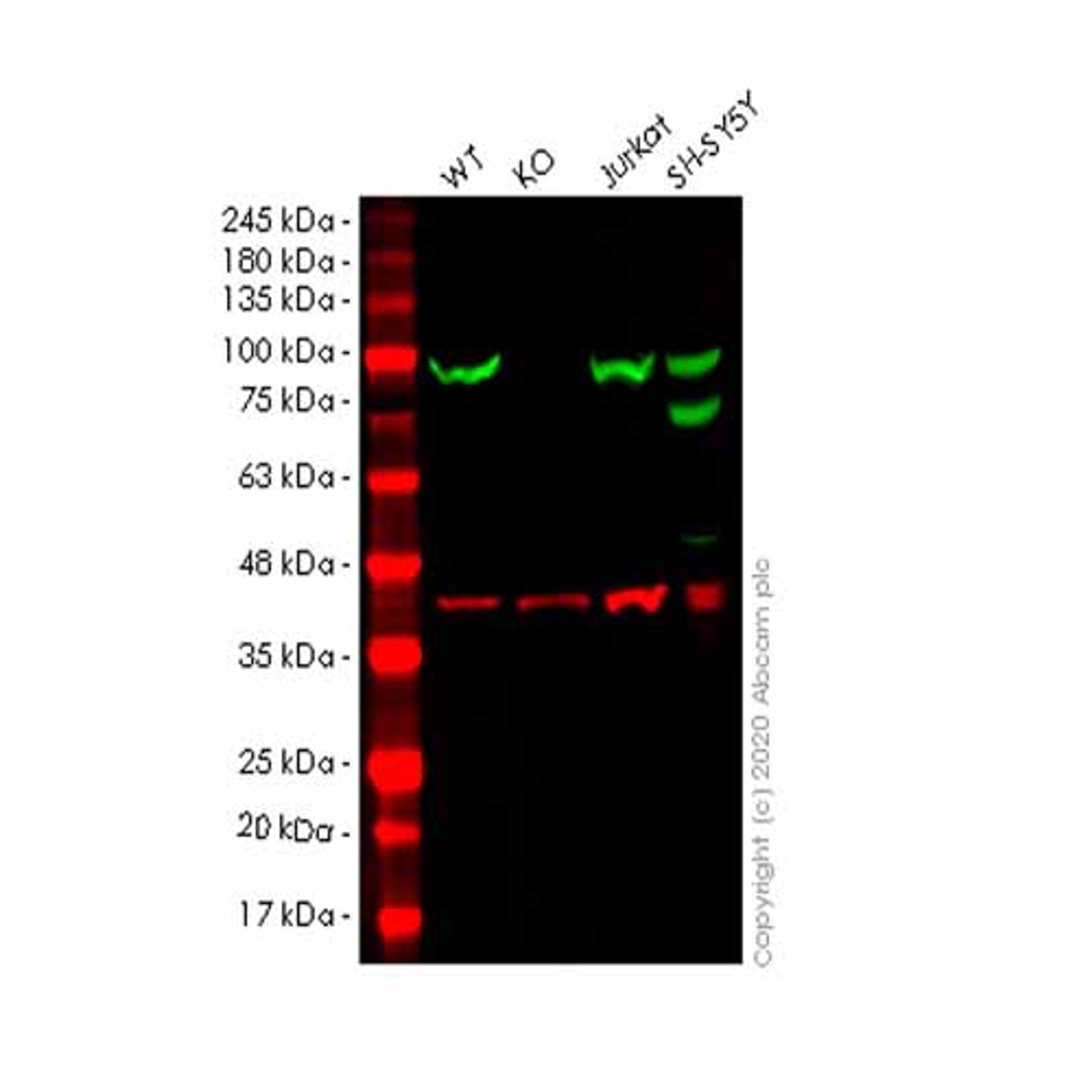 Human HSP90AB1 (Hsp90 beta) knockout HEK293T cell line - Abcam plc - Life Sciences