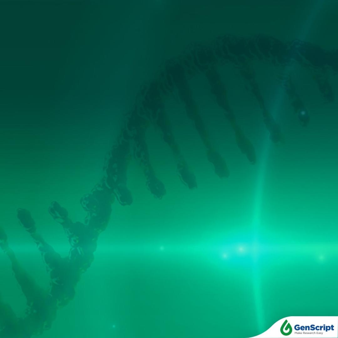 mRNA QC Services - GenScript - Life Sciences