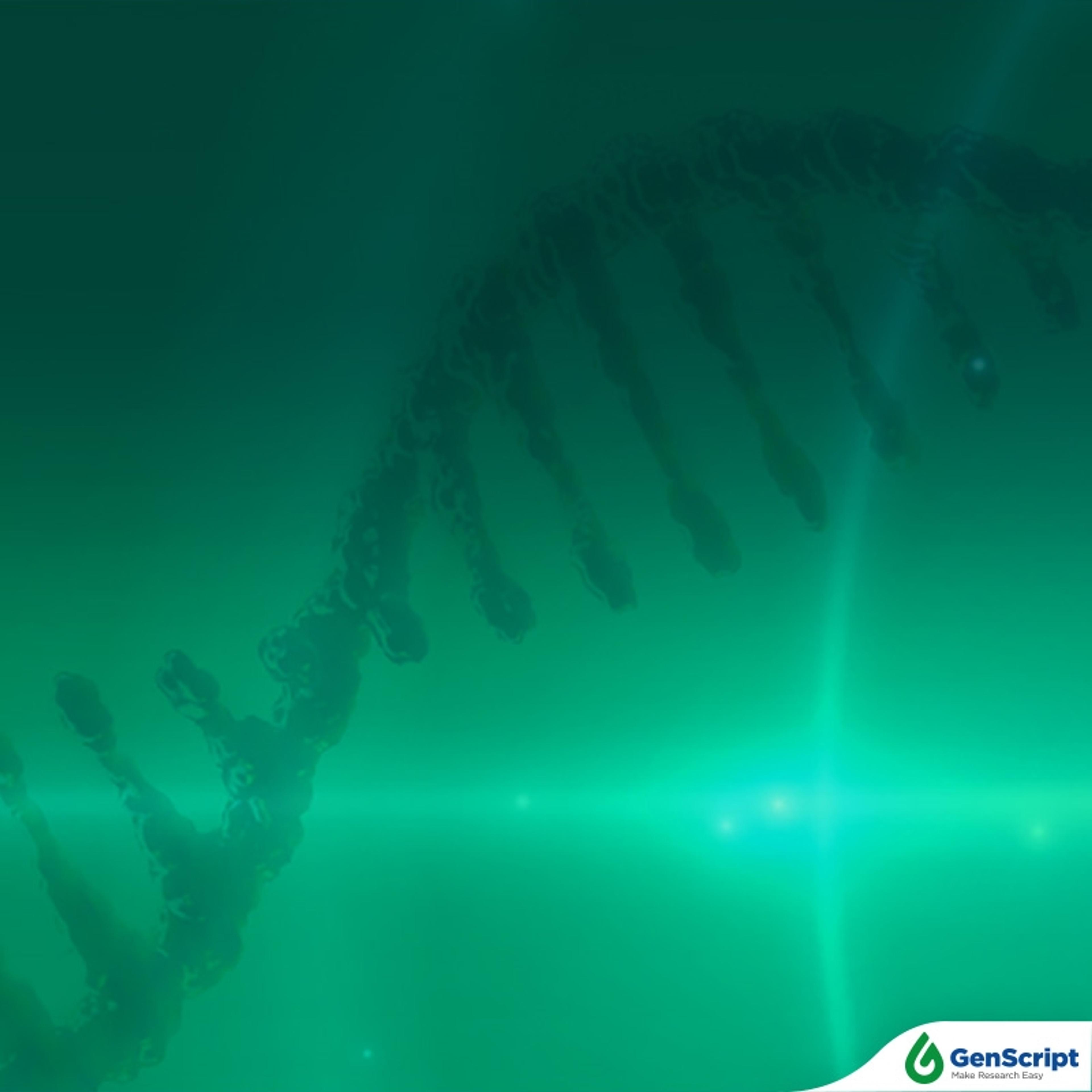 mRNA QC Services - GenScript - Life Sciences