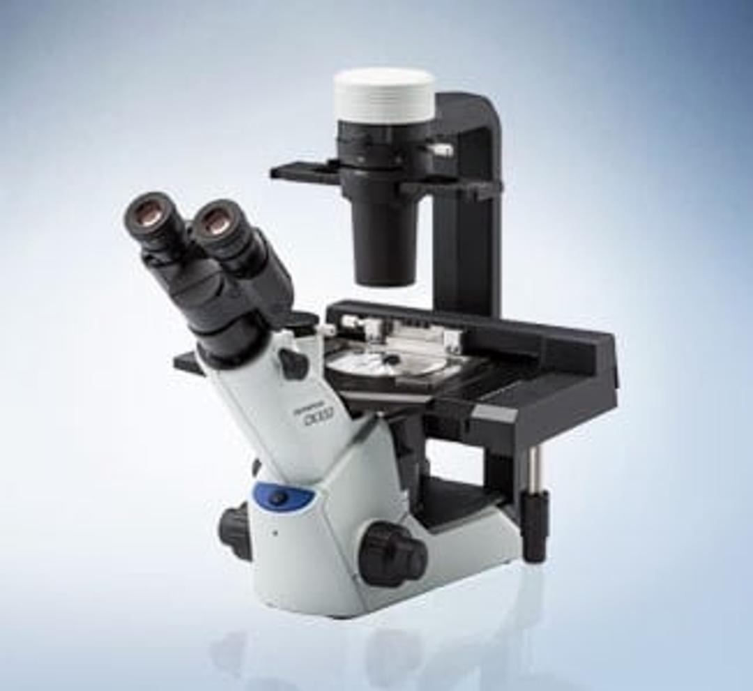 CKX53 Inverted Microscope - EVIDENT - Spectroscopy