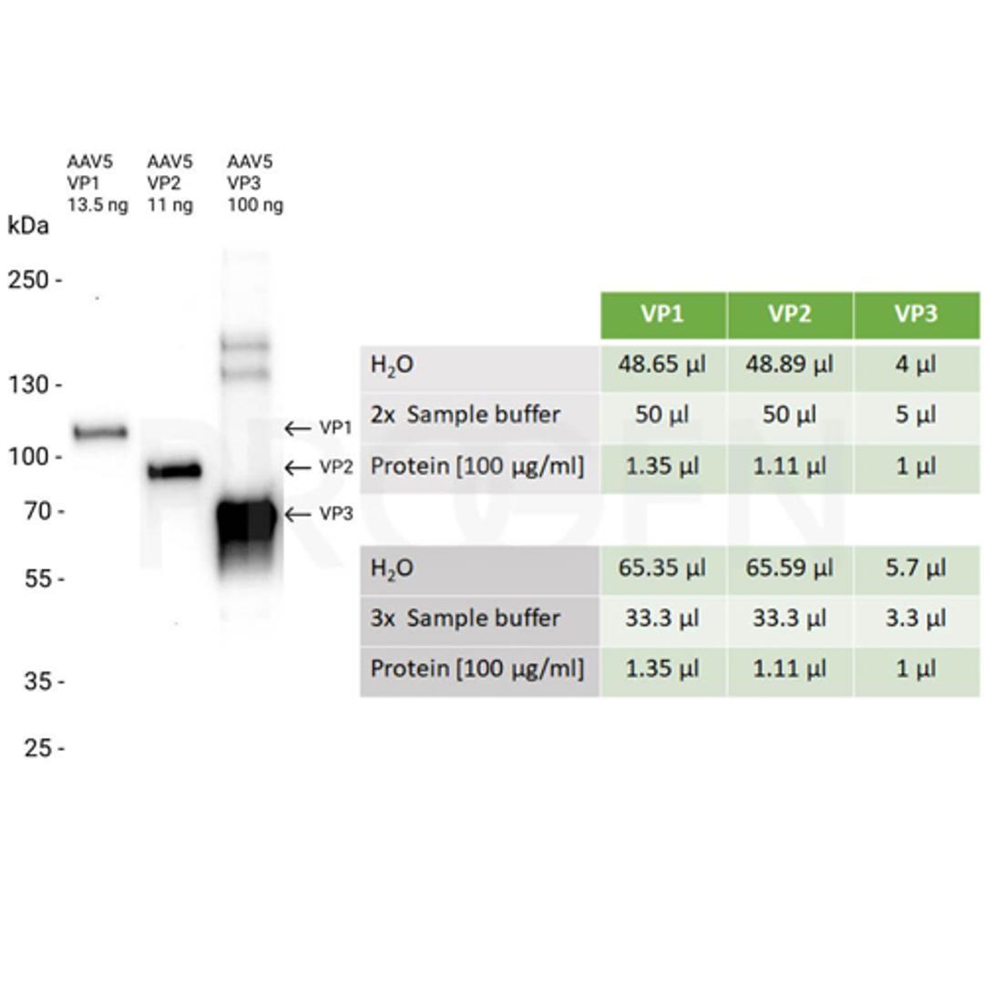 AAV5 VP1, recombinant protein - PROGEN