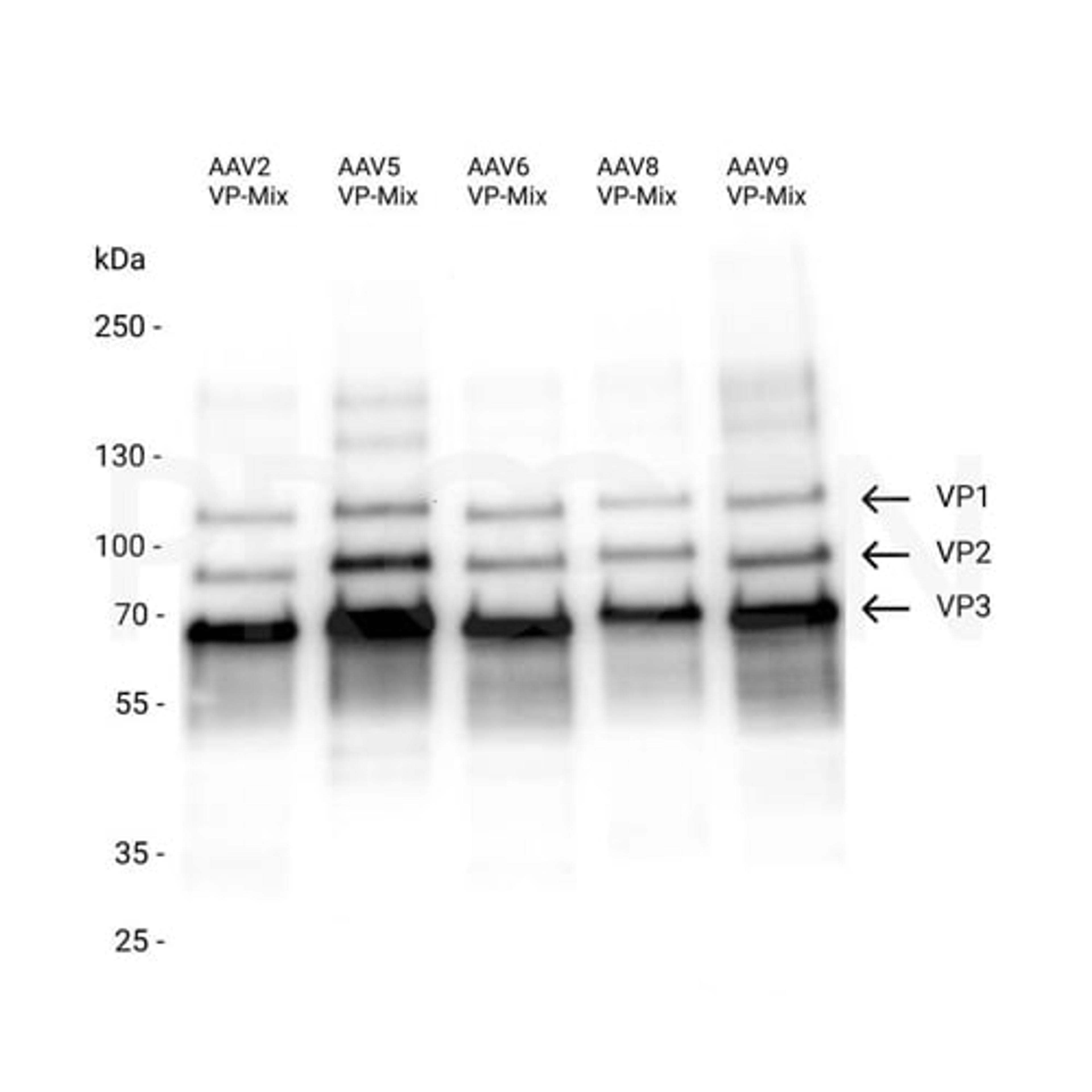 AAV5 VP3, recombinant protein - PROGEN