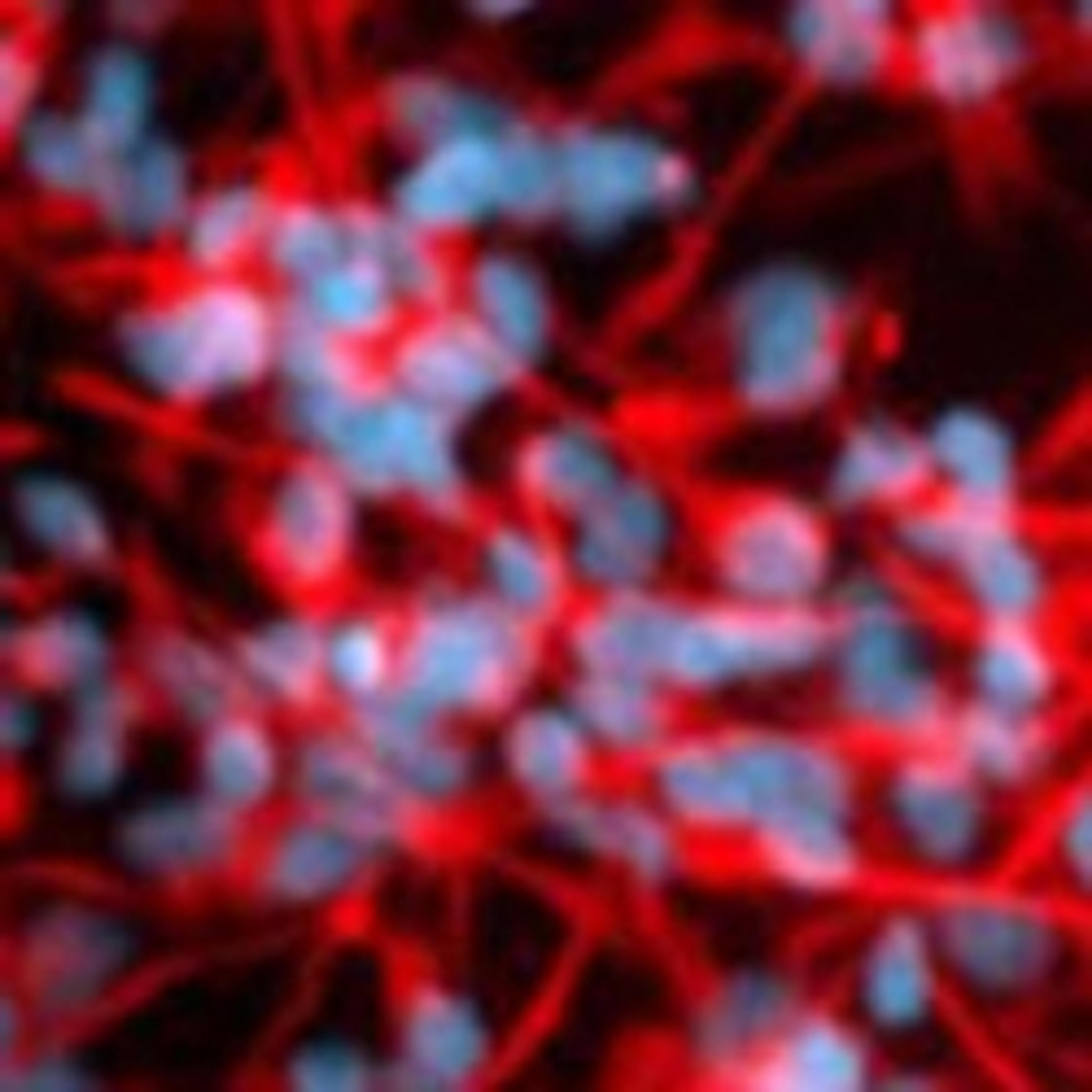 Neural Stem Cell Media and Supplements - Merck