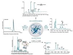 ACQUITY UPLC Glycoprotein BEH Amide Column - Waters - Separations