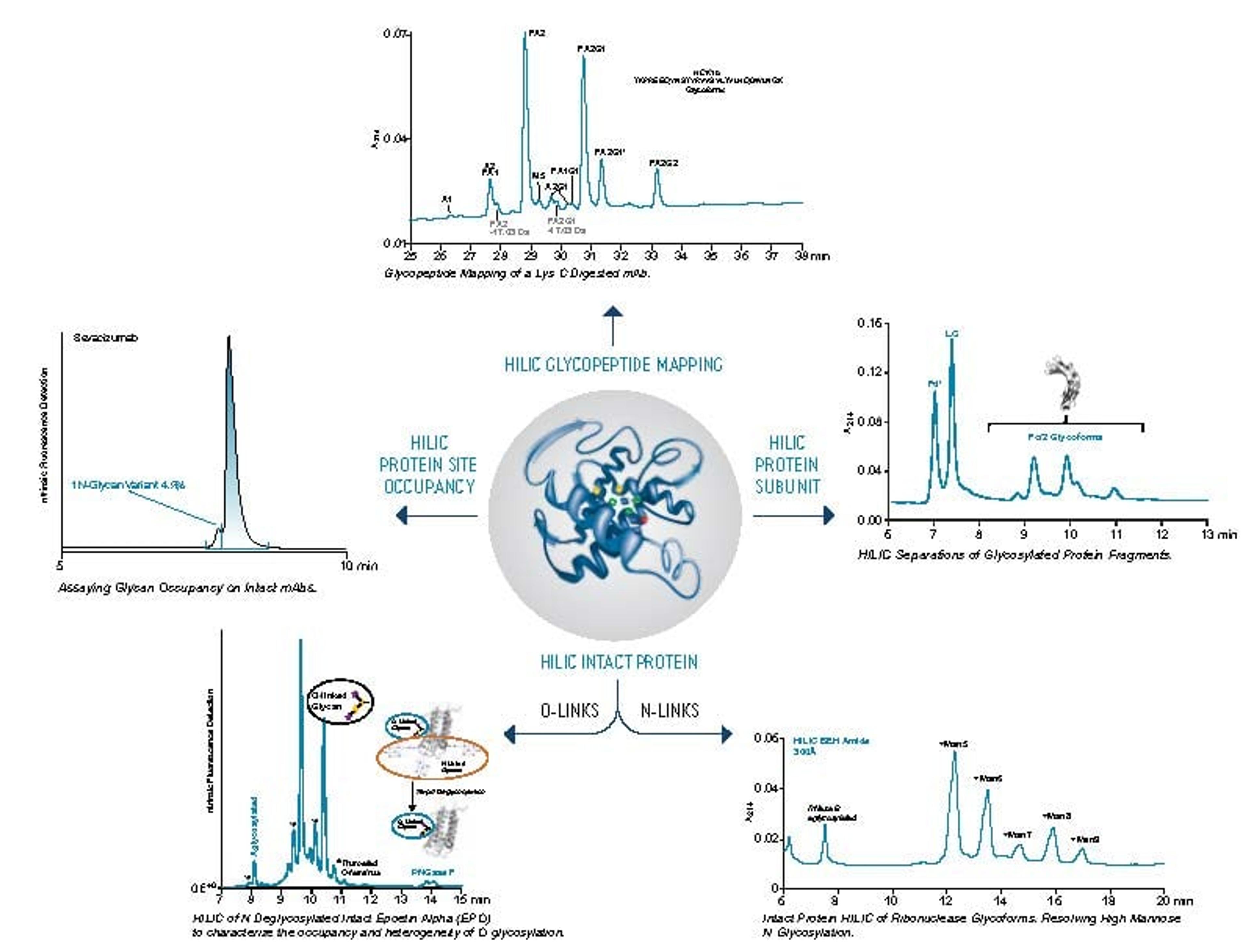 ACQUITY UPLC Glycoprotein BEH Amide Column - Waters - Separations
