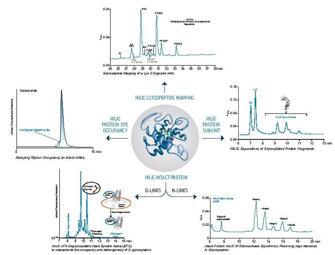 ACQUITY UPLC Glycoprotein BEH Amide Column - Waters - Separations