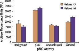 HAT Assay Kit (Fluorescent) - Active Motif
