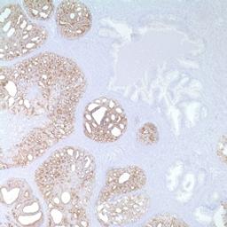 P504s (13H4) - Merck - Life Sciences