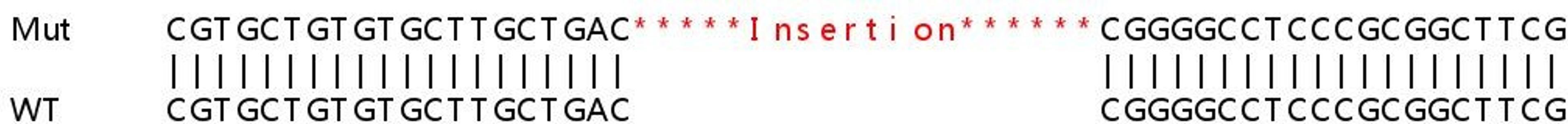 Sanger Seq - SPR knockout HeLa