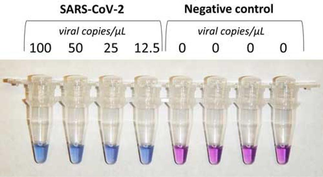 COVID-19 Rapid Isothermal PCR Kit - RayBiotech Inc. - Life Sciences