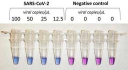 COVID-19 Rapid Isothermal PCR Kit - RayBiotech Inc. - Life Sciences