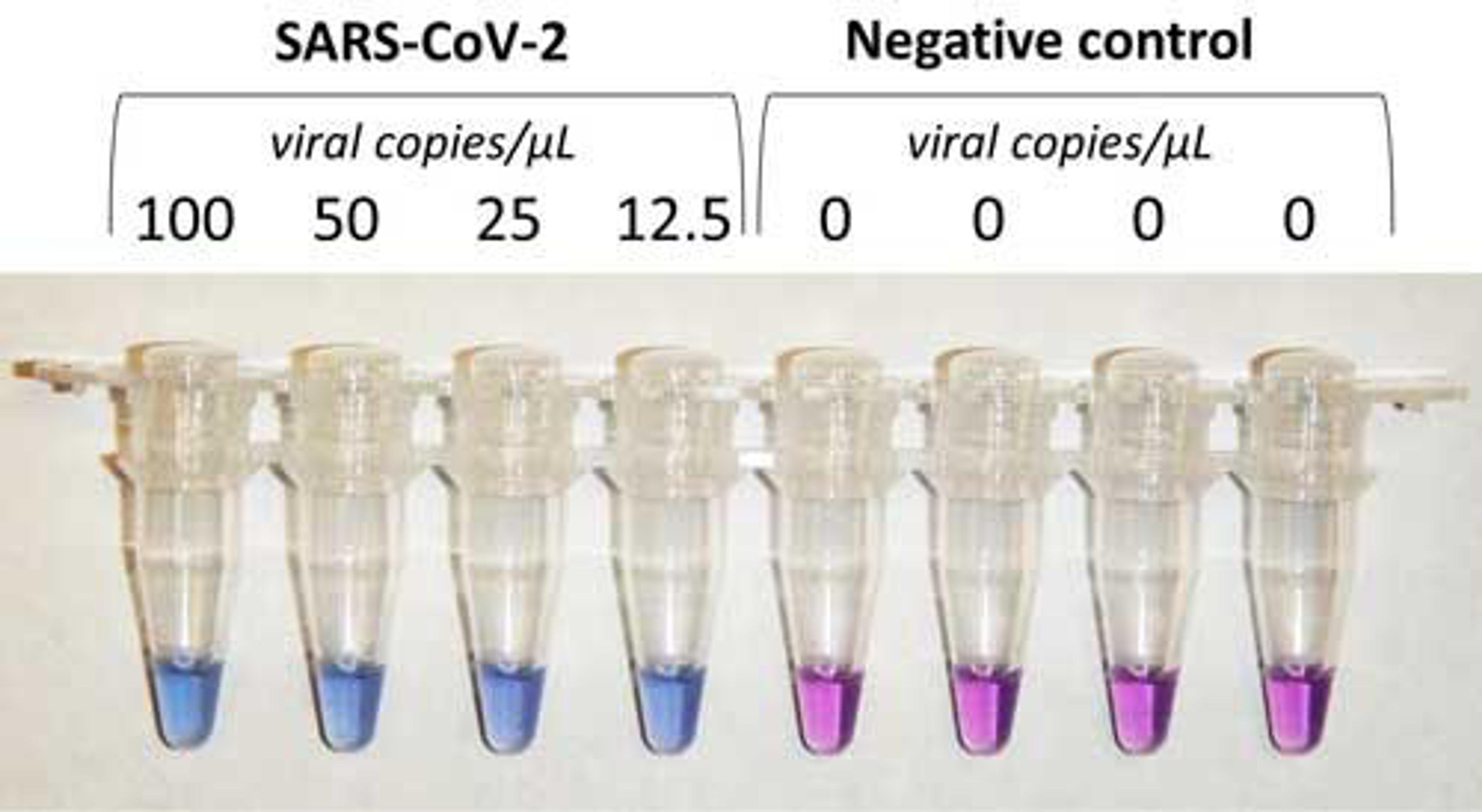 COVID-19 Rapid Isothermal PCR Kit - RayBiotech Inc. - Life Sciences