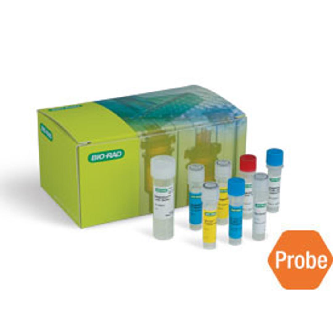 SingleShot™ Probes One-Step Kit for Cell Lysis and RT-qPCR, 100 x 50 µl reactions - Bio-Rad - Life Sciences