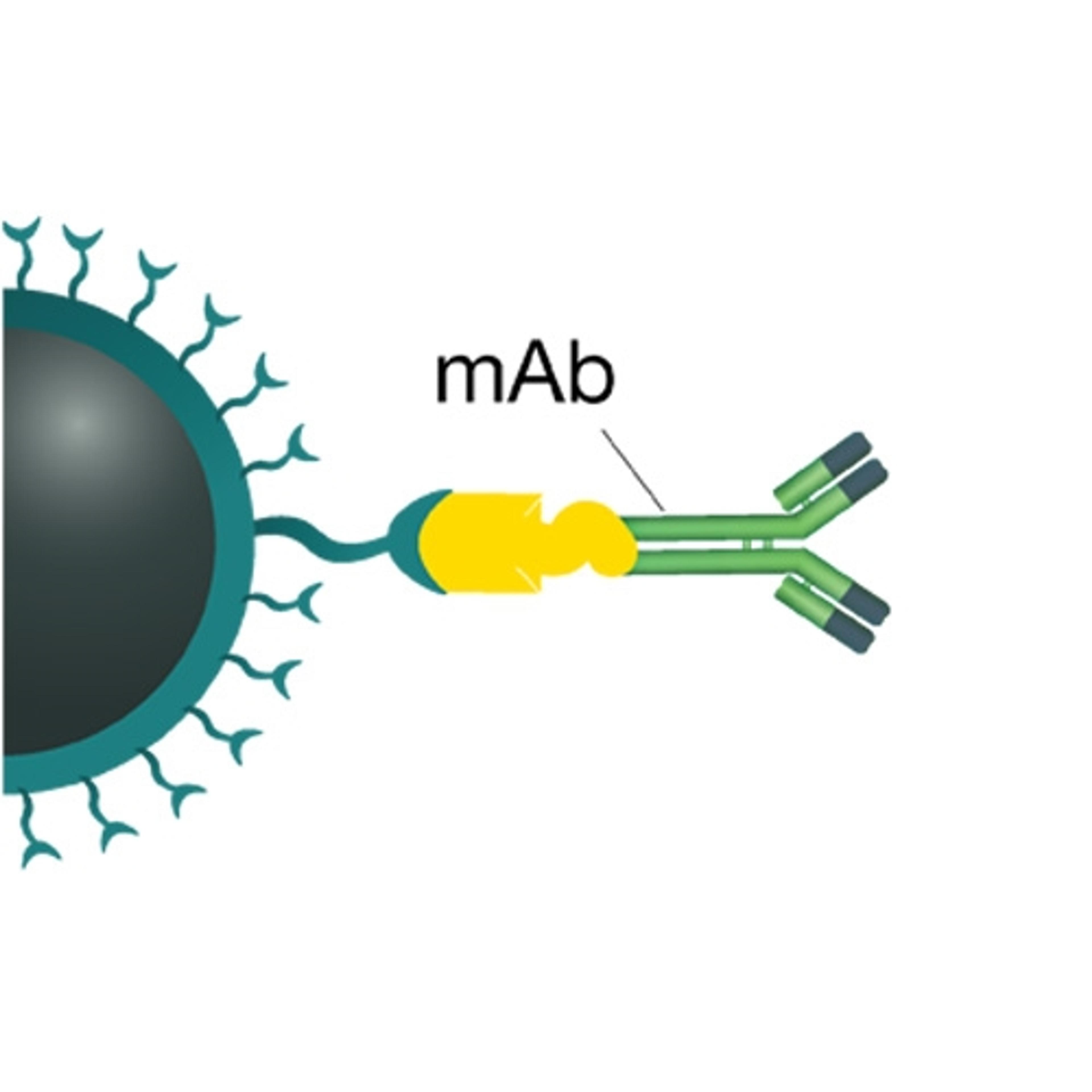 Biozen MagBeads - Phenomenex Inc - Separations