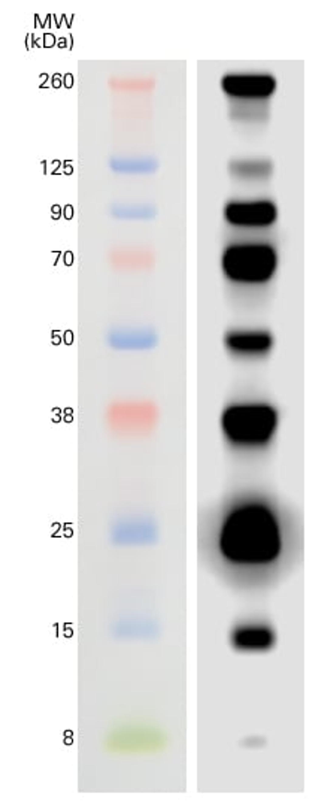 WesternSure Pre-stained Chemiluminescent Protein Ladder - LICORbio - Life Sciences