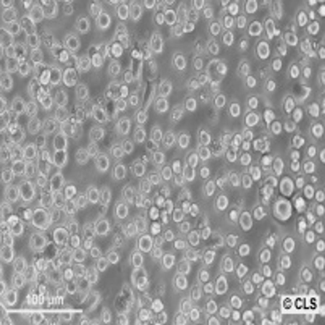 TF-1 - Cell Lines Service GmbH - Life Sciences
