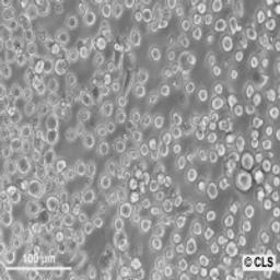 TF-1 - Cell Lines Service GmbH - Life Sciences