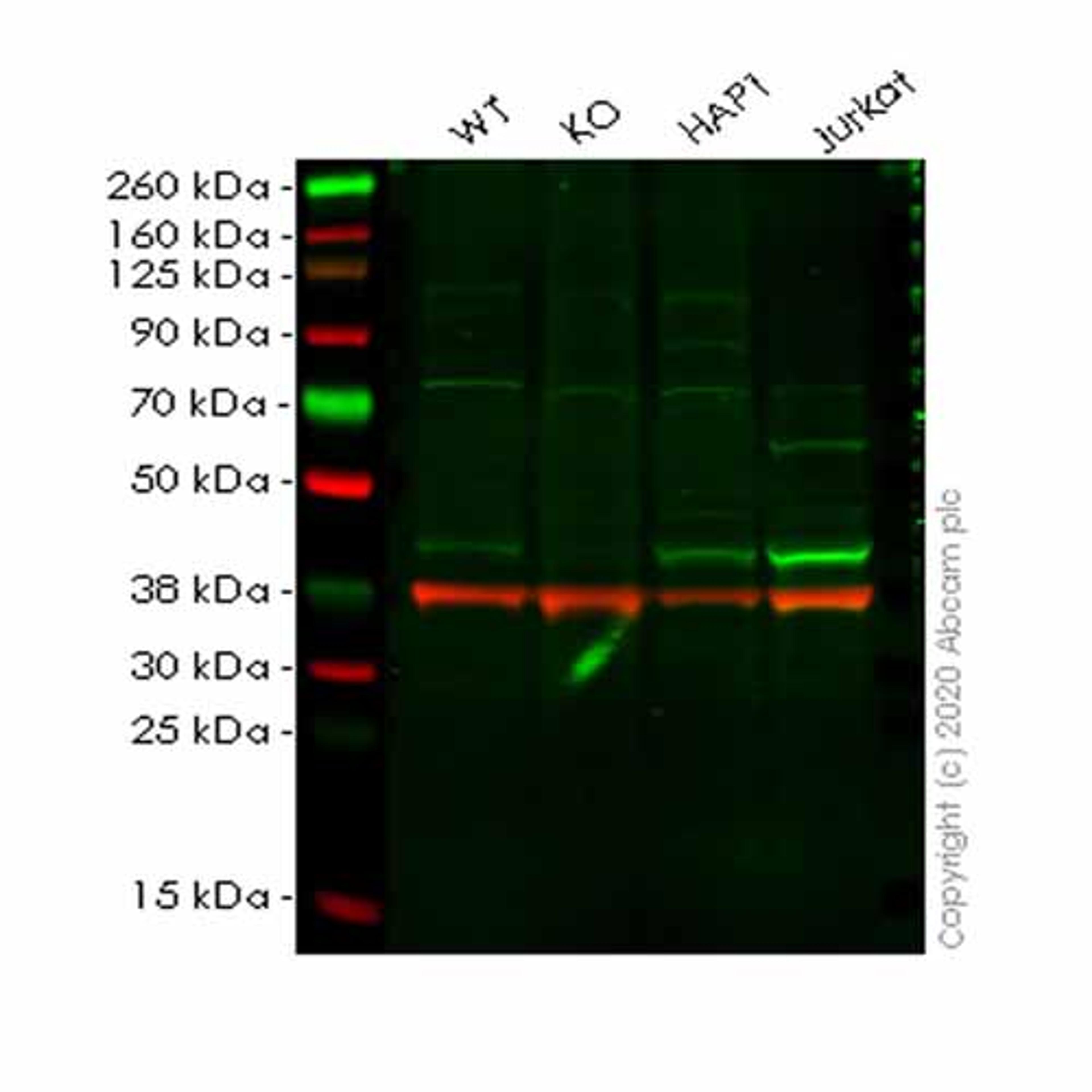 Human PPM1A knockout HeLa cell line - Abcam plc - Life Sciences