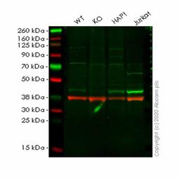Human PPM1A knockout HeLa cell line - Abcam plc - Life Sciences