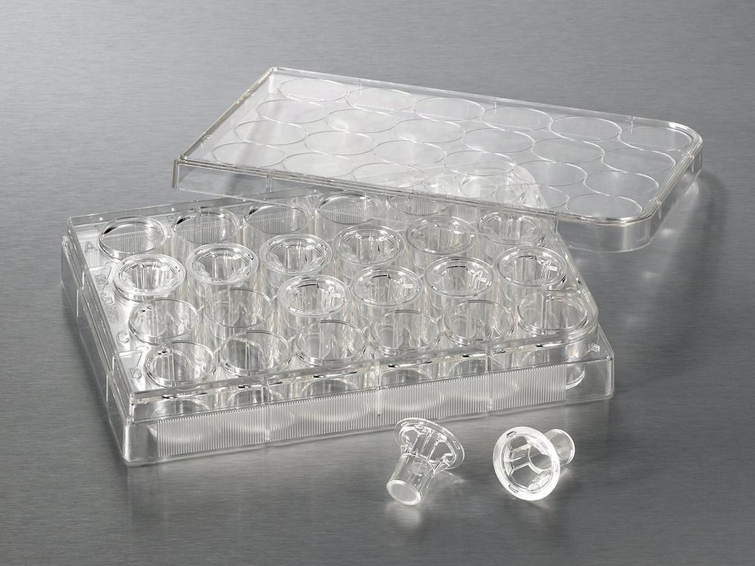 6.5 mm Transwell® with 8.0 µm Pore Polycarbonate Membrane Insert, Sterile - Corning Life Sciences - Life Sciences