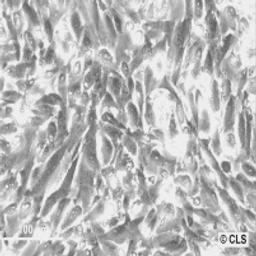 786-O - Cell Lines Service GmbH - Life Sciences