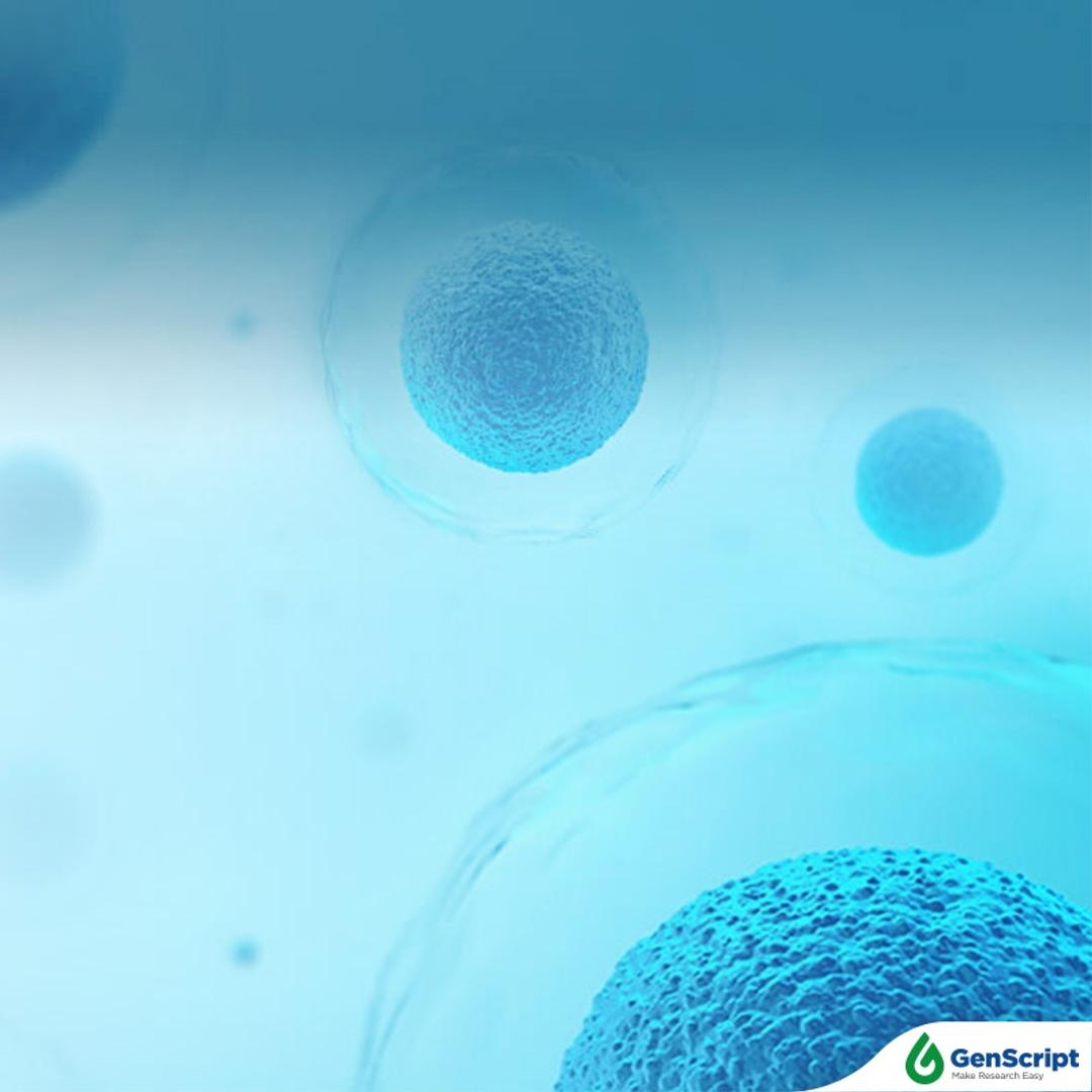 GenScript Stable Cell Lines - GenScript - Life Sciences