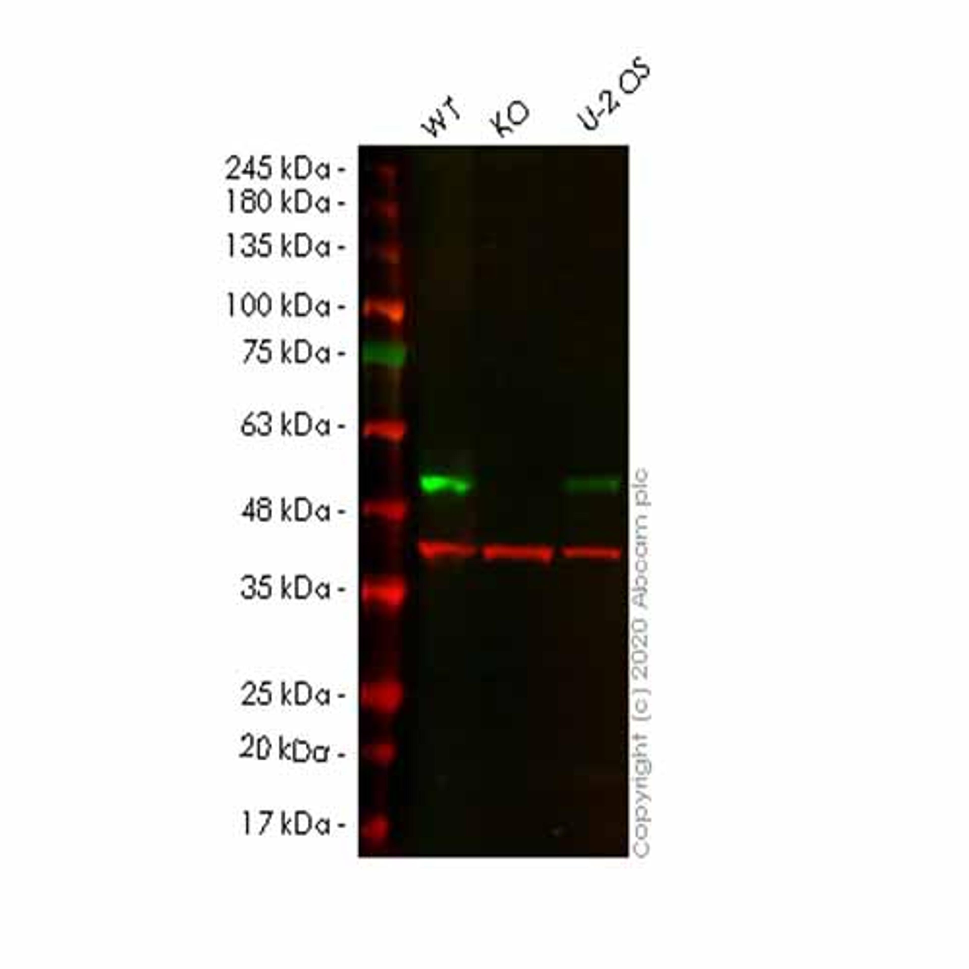 Human SETD7 (SET7) knockout HeLa cell line - Abcam plc - Life Sciences
