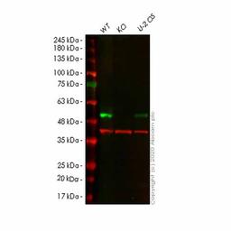 Human SETD7 (SET7) knockout HeLa cell line - Abcam plc - Life Sciences