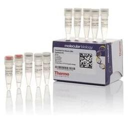 RevertAid First Strand cDNA Synthesis Kit - Thermo Fisher Scientific - Life Sciences