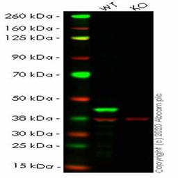Human MAPK3 (ERK1) knockout HEK293T cell line - Abcam plc - Life Sciences