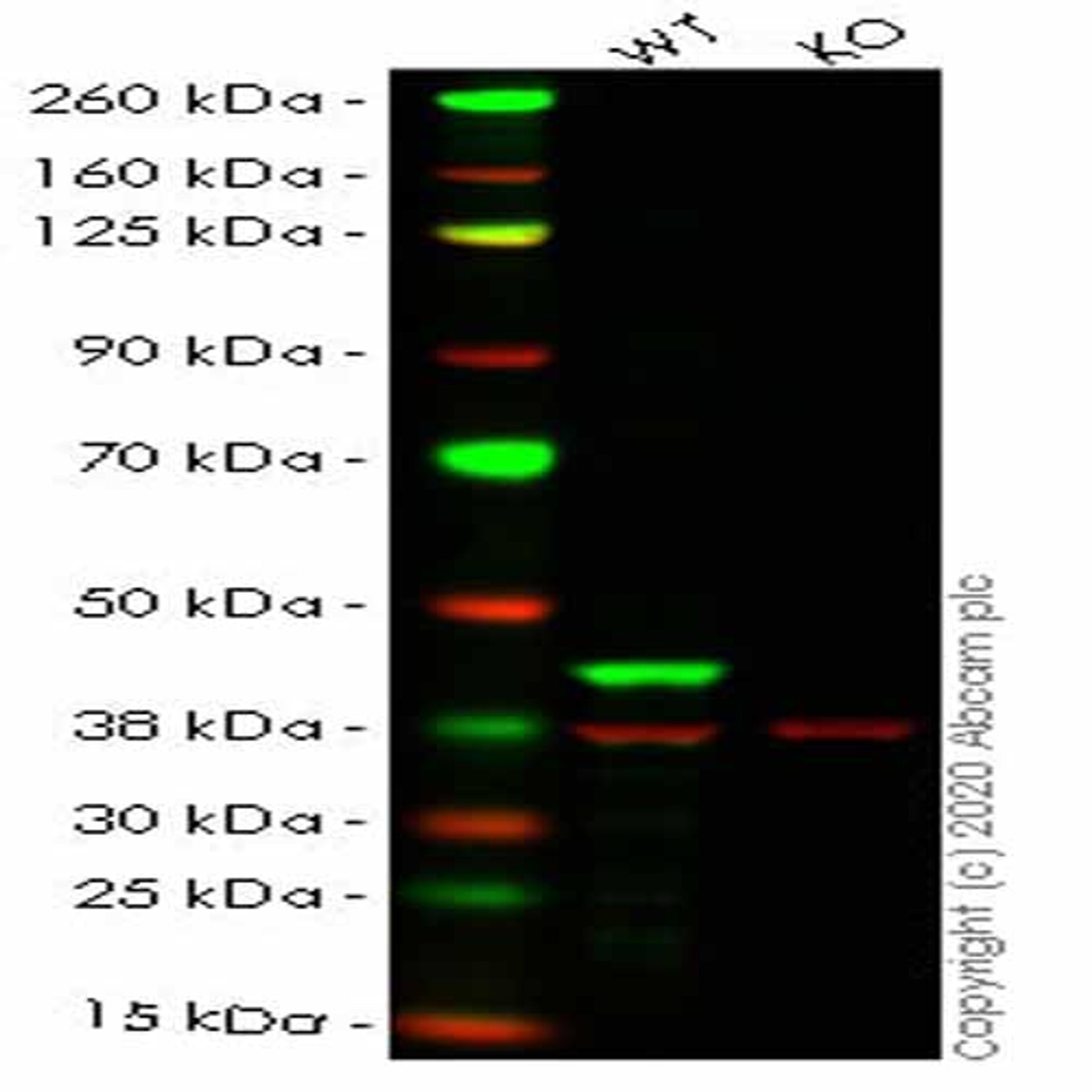 Human MAPK3 (ERK1) knockout HEK293T cell line - Abcam plc - Life Sciences